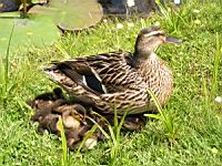 Canard Colvert et caneton (Photo F. Mrugala) (2)